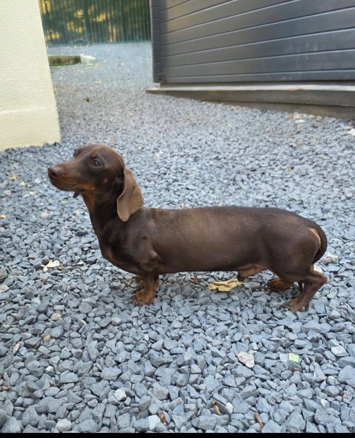 Valentino  Le Royaume Des Minus Enchante