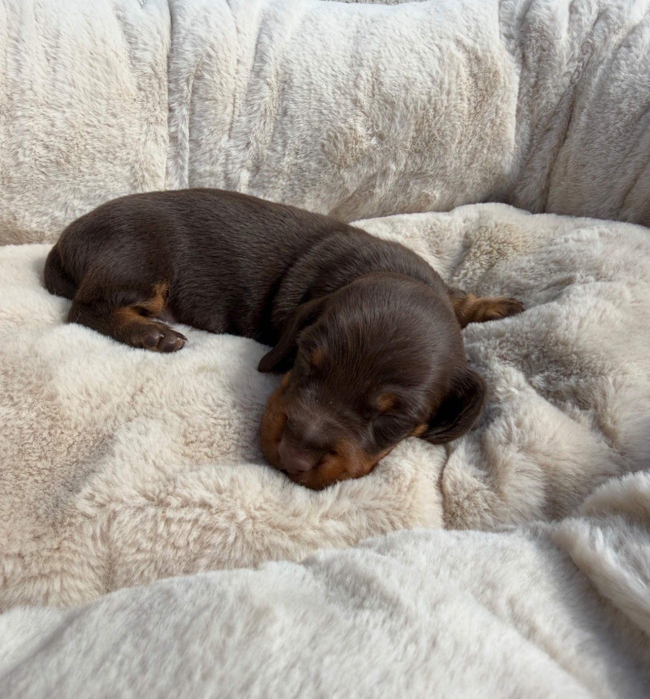 Red Millions - Chiots disponibles - Teckel poil ras