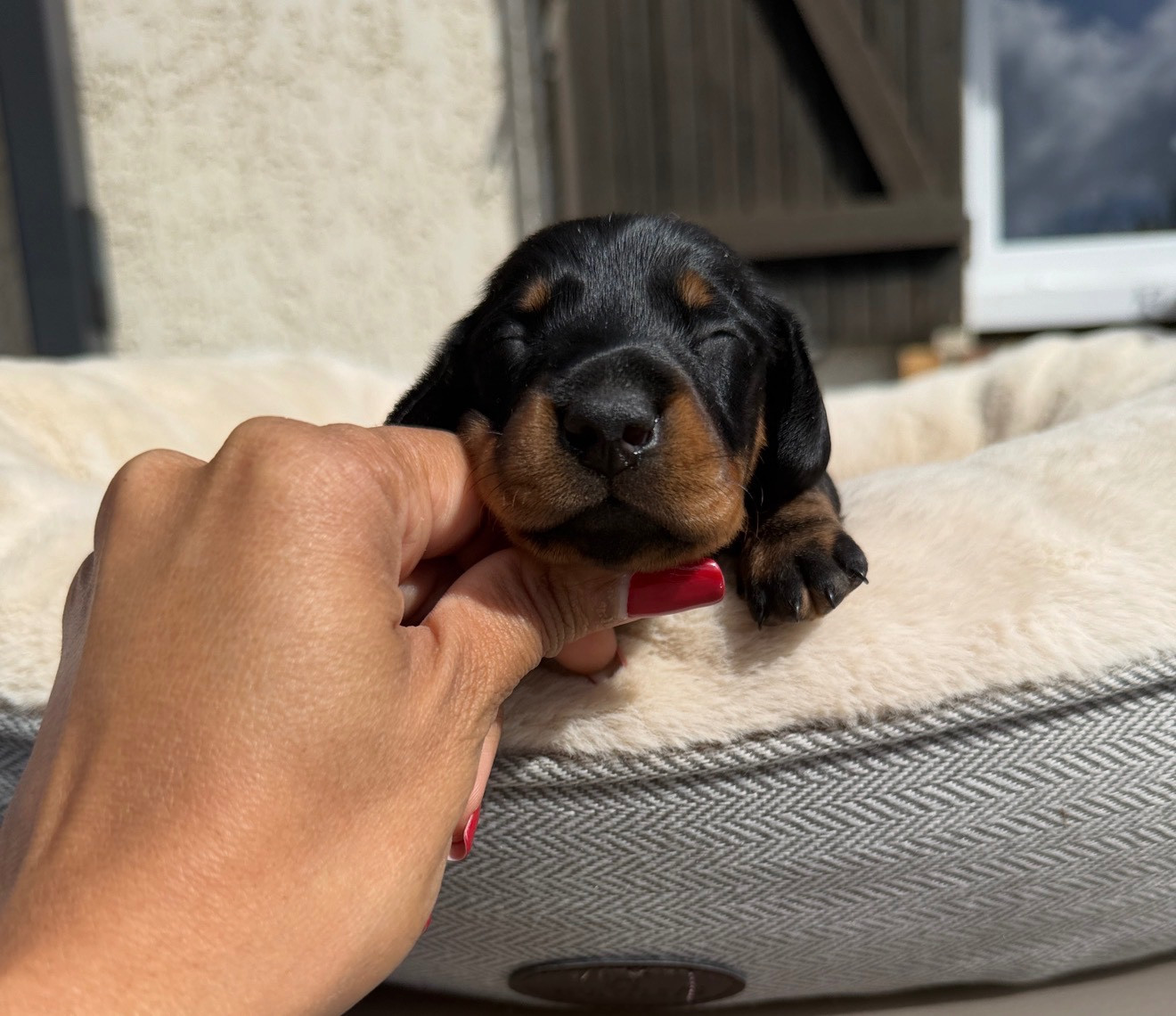 Red Millions - Chiots disponibles - Teckel poil ras