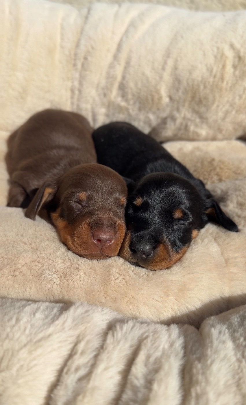 Chiot Teckel poil ras Red Millions