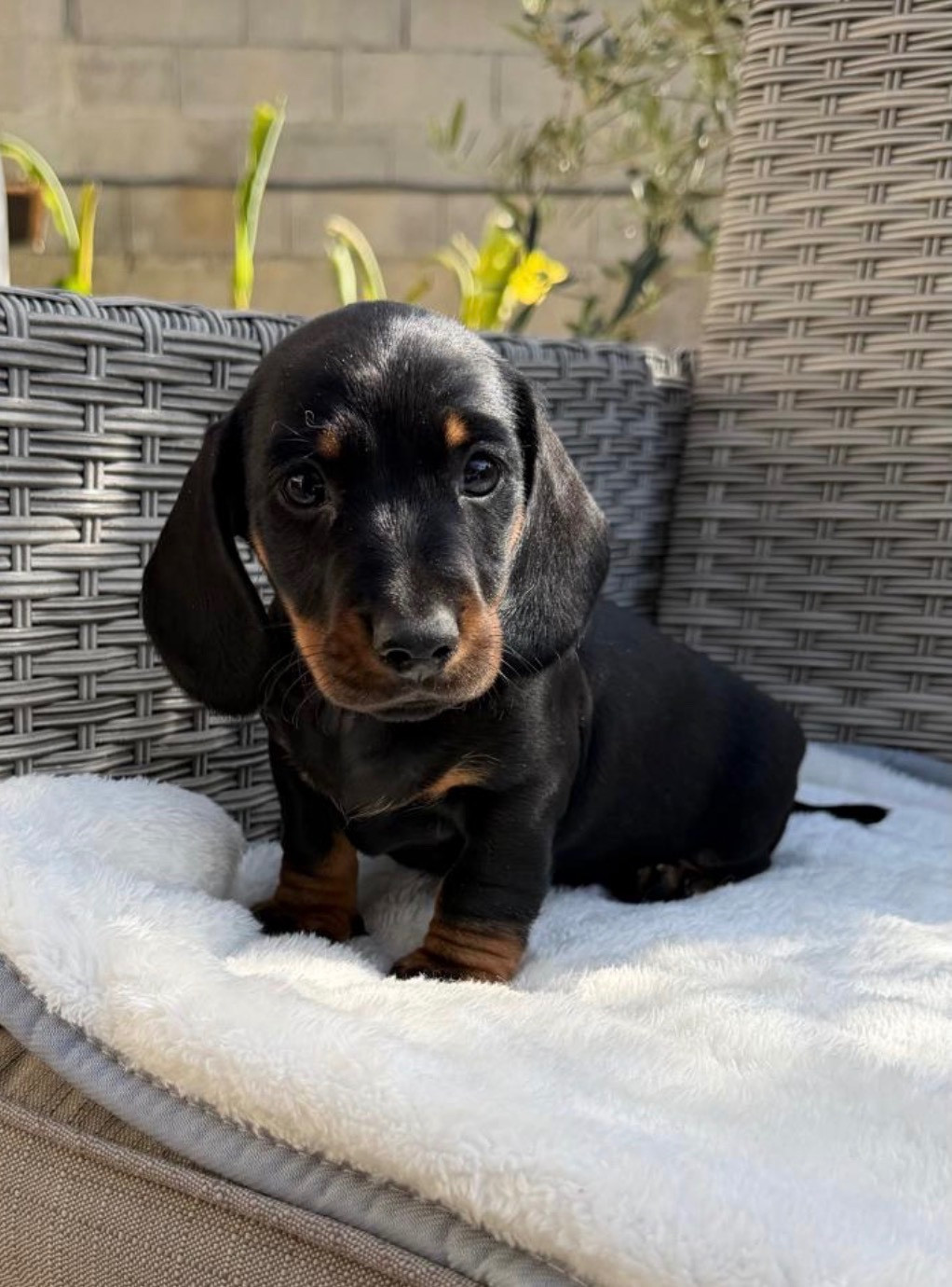 Red Millions - Chiots disponibles - Teckel poil ras