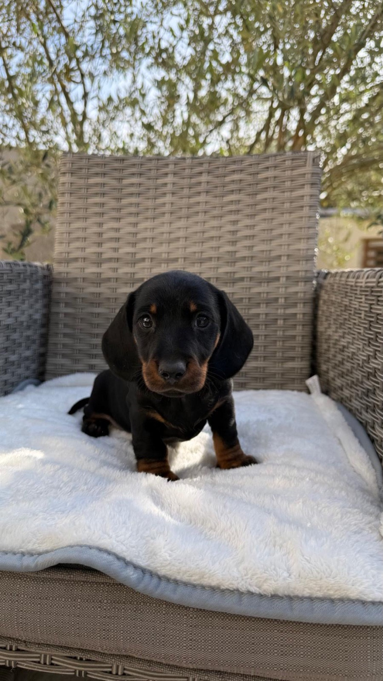 Chiot Teckel poil ras Red Millions