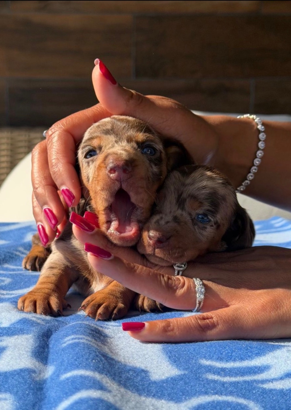 Chiot Teckel poil ras Red Millions