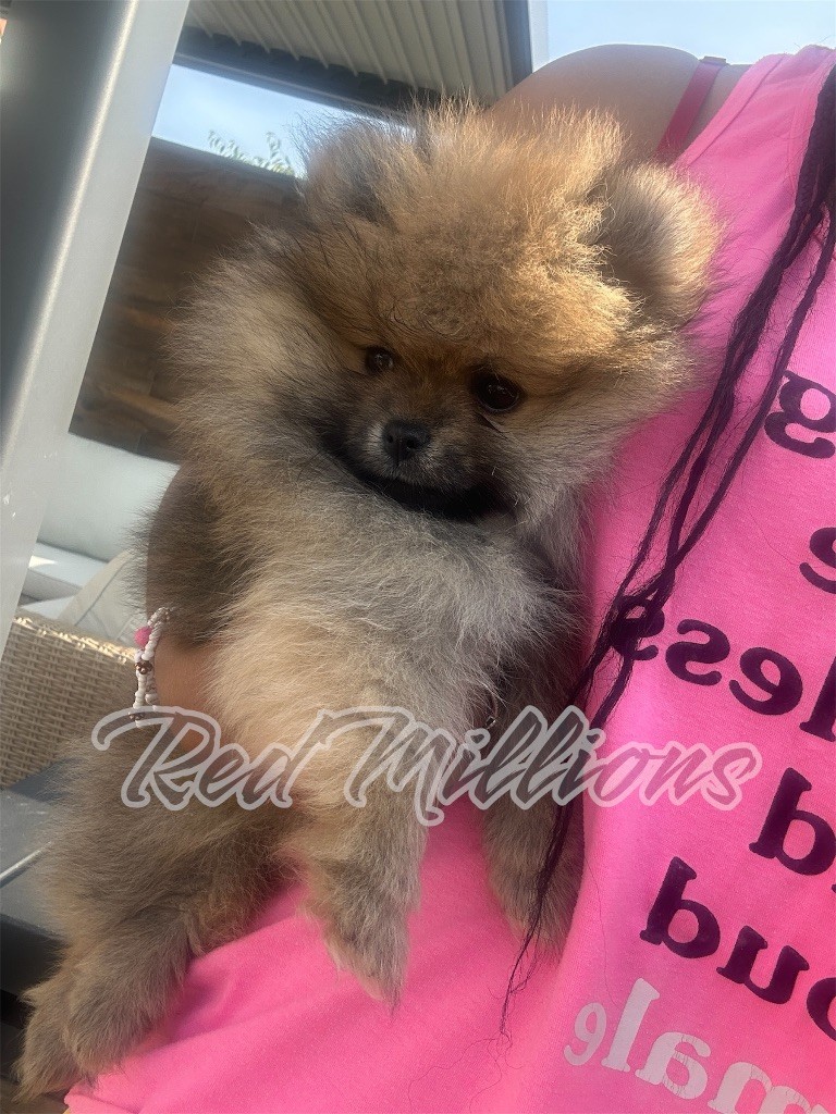 Red Millions - Chiots disponibles - Spitz allemand