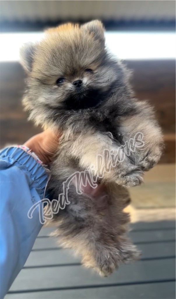 Red Millions - Chiots disponibles - Spitz allemand