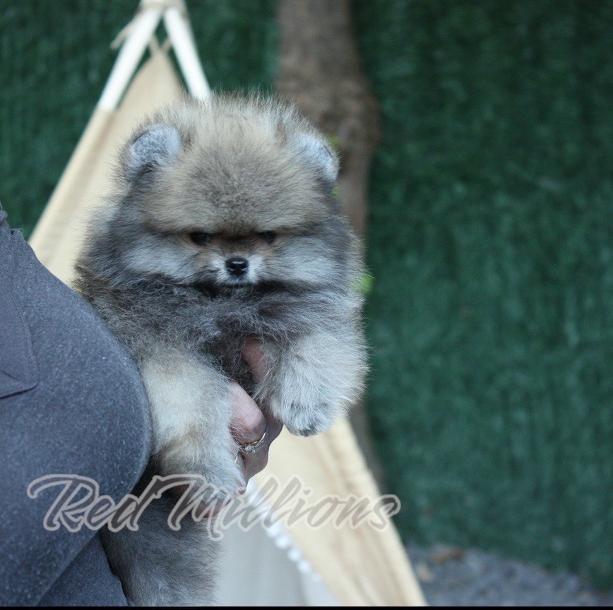 Red Millions - Chiots disponibles - Spitz allemand
