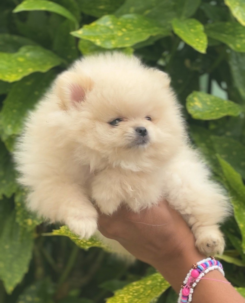 Red Millions - Spitz allemand - Portée née le 30/03/2025